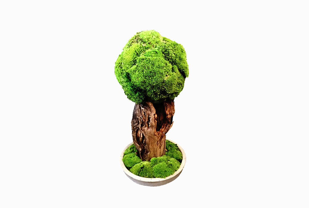 Preserved trees