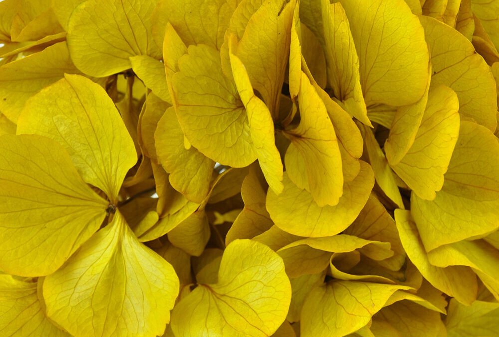 Colourful blooms